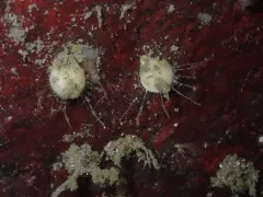 Terebratulina unguicula thumbnail 2
