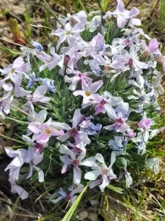 Yeti phlox thumbnail 3