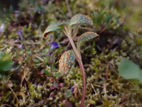 Puccinia collinsiae