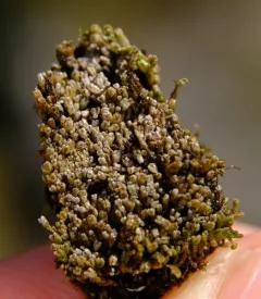 Blunt Frostwort thumbnail 4