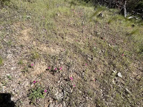 Kellogg's monkeyflower