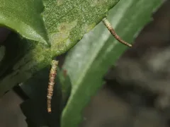 Coleophora vancouverensis thumbnail 3