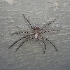 Philodromus spectabilis thumbnail 2