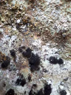 Velvet Lichen thumbnail 2