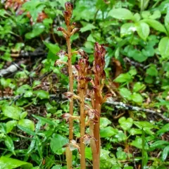 spotted coralroot thumbnail 2