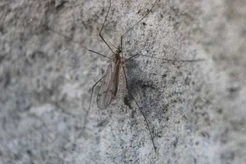 Ula elegans