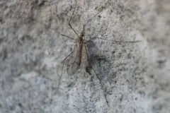 Ula elegans thumbnail 1