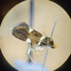 Lampronia russatella thumbnail 4