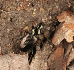 Agonum ferreum thumbnail 3