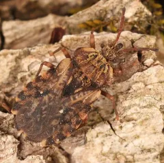Aradus aequalis thumbnail 4