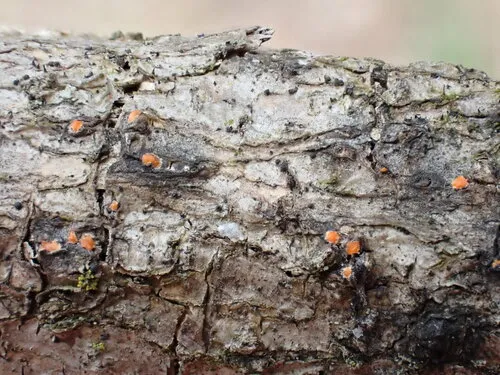 Flammocladiella anomiae