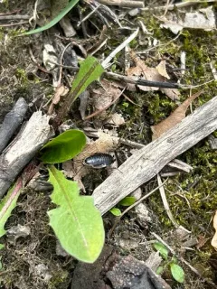 Forest Cockroach thumbnail 3