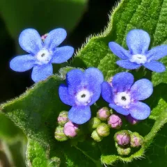 Siberian bugloss thumbnail 4