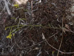 Mountain Tansymustard thumbnail 3