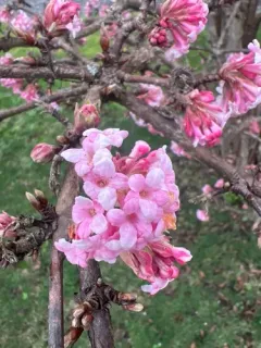 fragrant viburnum thumbnail 4