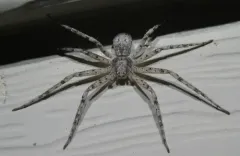 Philodromus vulgaris thumbnail 3