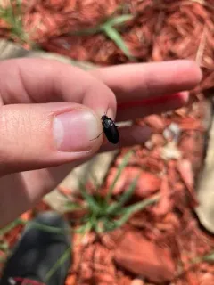 Diplocheila obtusa thumbnail 2