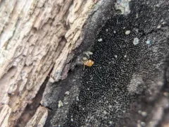 Katiannina macgillivrayi thumbnail 3