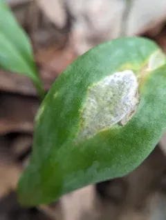 Vankya heufleri thumbnail 2