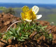 Dalles Mountain Buttercup thumbnail 3