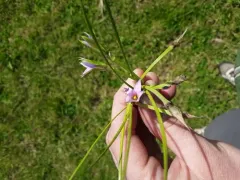Rosy sandcrocus thumbnail 3