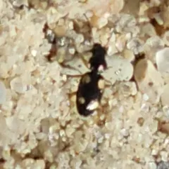 Garden Bembidion Beetle thumbnail 2