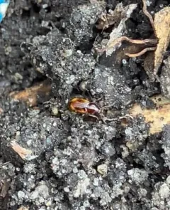 Elaphropus anceps thumbnail 3