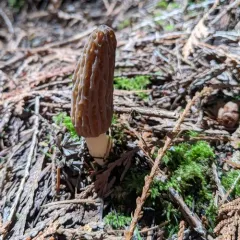 Morchella norvegiensis thumbnail 2