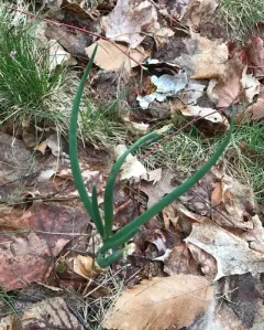 Common Onion thumbnail 3