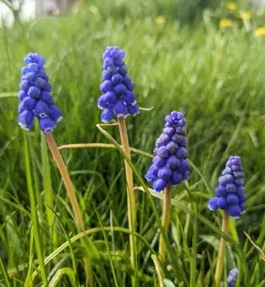 Grape hyacinth thumbnail 4