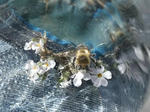 Anthophora porterae