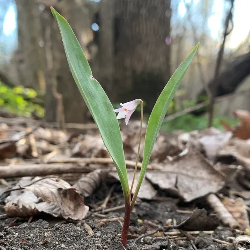 Minnesota dwarf trout lily
