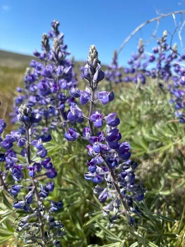 Lupinus mollis