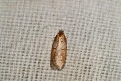 Acleris arcticana thumbnail 2