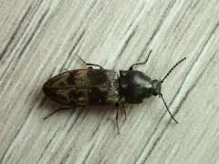 Destitute Click Beetle thumbnail 3