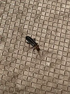 Variable False Darkling Beetle thumbnail 2