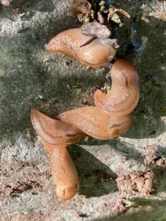 Striped Garden Slug thumbnail 3