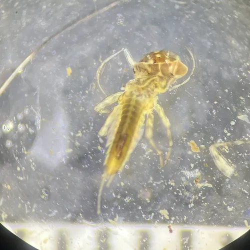 Arthroplea bipunctata
