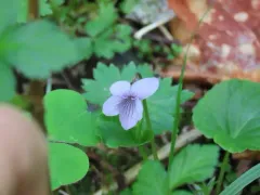 rain violet thumbnail 3