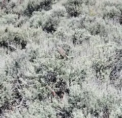Sagebrush Sparrow thumbnail 3