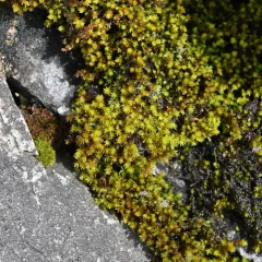 Yellow Fringe-moss thumbnail 3