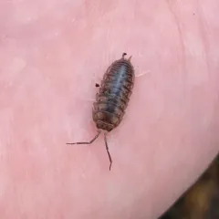 Curly Woodlouse thumbnail 4