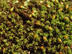 Lapland Amphidium Moss thumbnail 4
