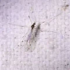 Dicranota maculata thumbnail 4