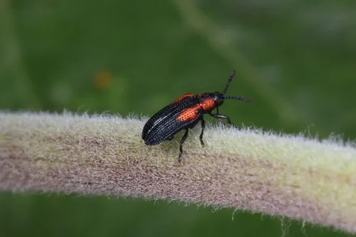 Microrhopala rubrolineata