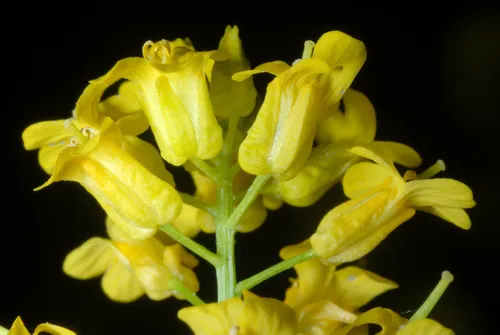 bitter wintercress