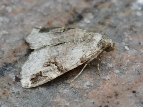 Aerial Brown