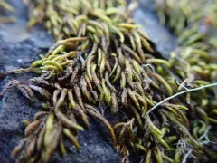 Pseudisothecium cristatum thumbnail 2