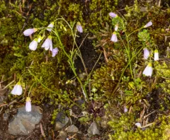 Saddle Mountain Bittercress thumbnail 2