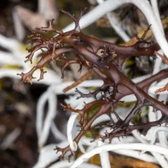 Spiny Heath Lichen thumbnail 3